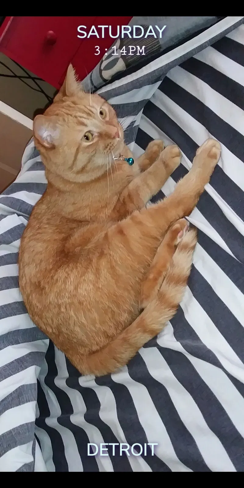 Lost cat in Detroit, MI, 48206