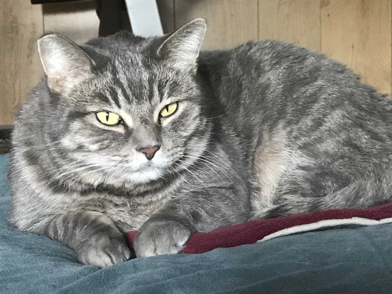Lost cat in North Las Vegas, NV, 89031