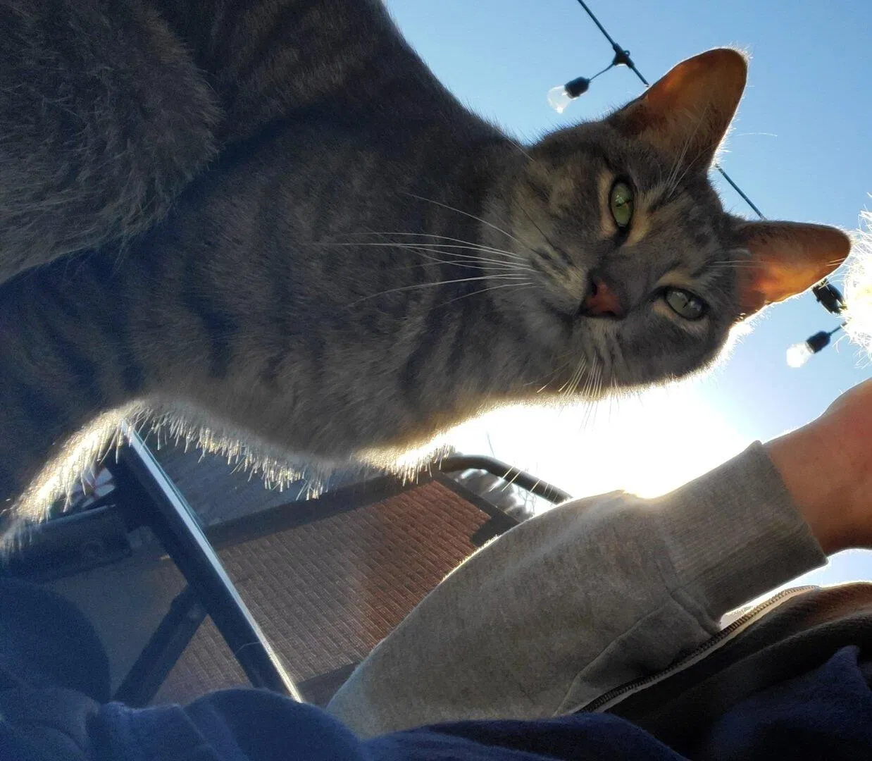 Lost cat in San Antonio, TX, 78252