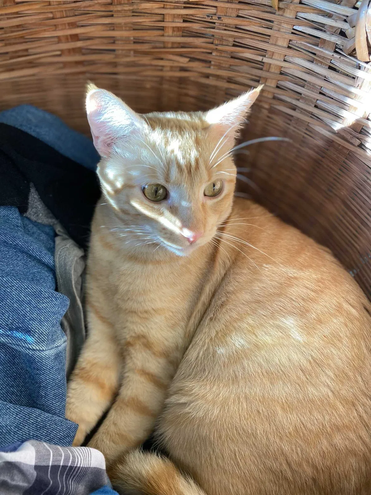 Lost cat in Houston, TX, 77039