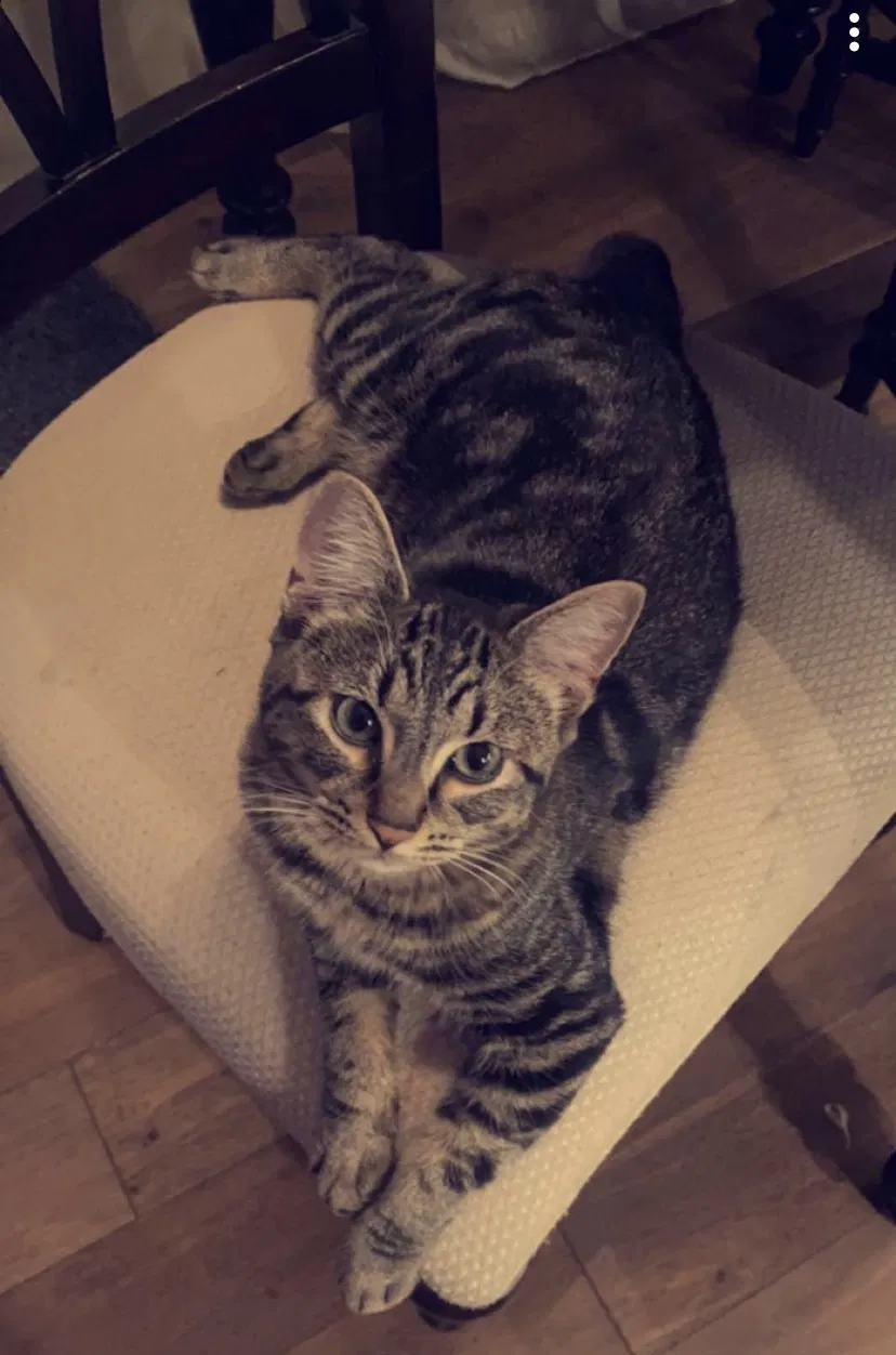 Lost cat in Justice, IL, 60458