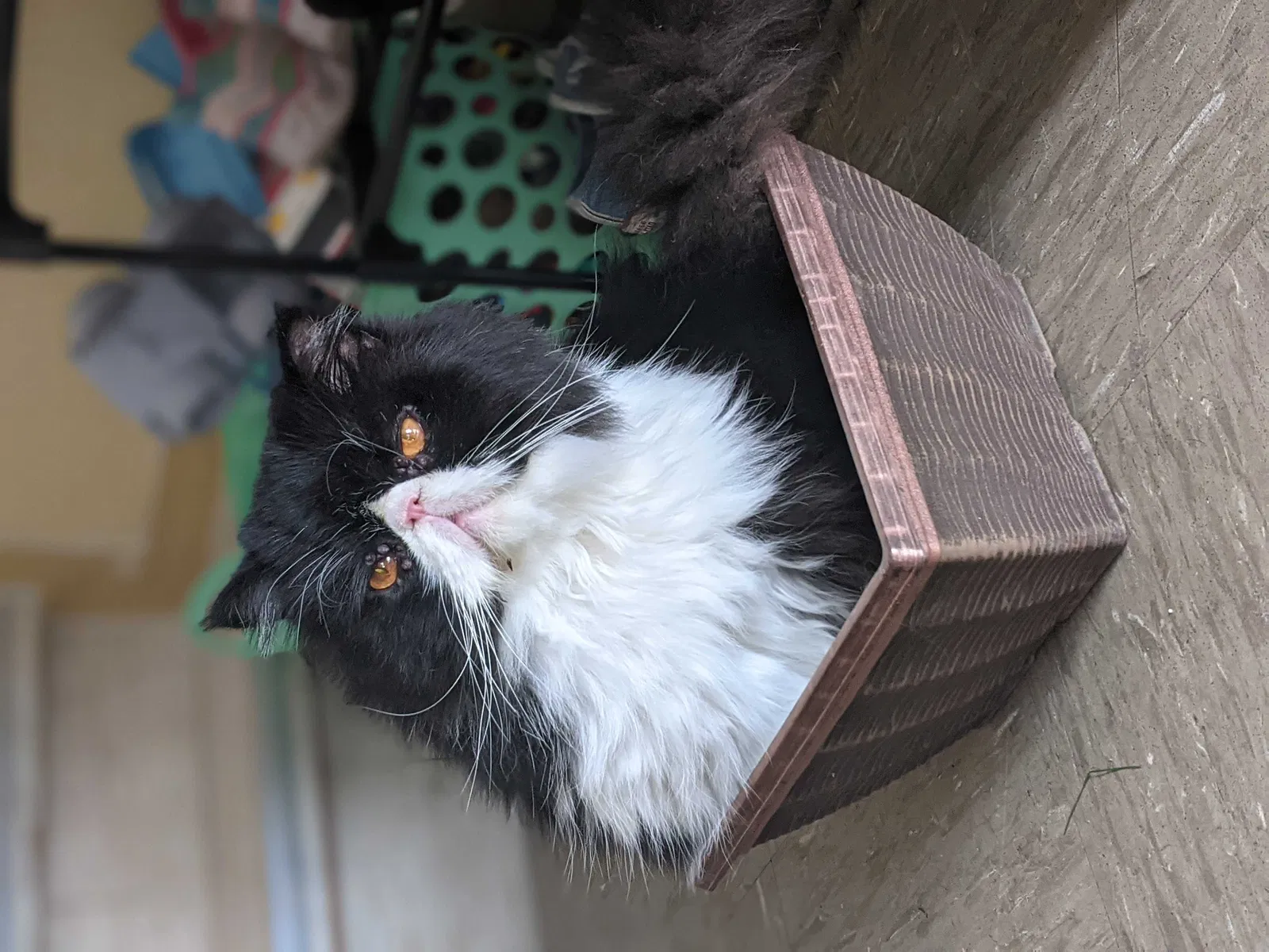 Lost cat in El Paso, TX, 79915