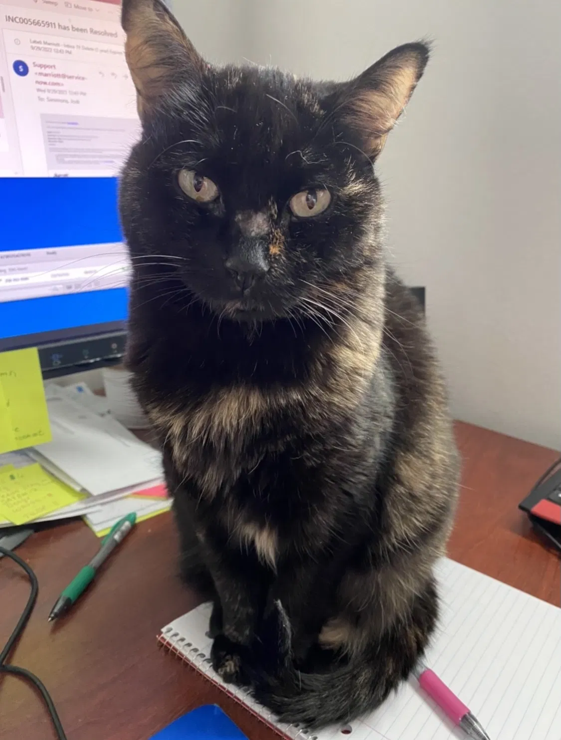 Lost cat in San Antonio, TX, 78254