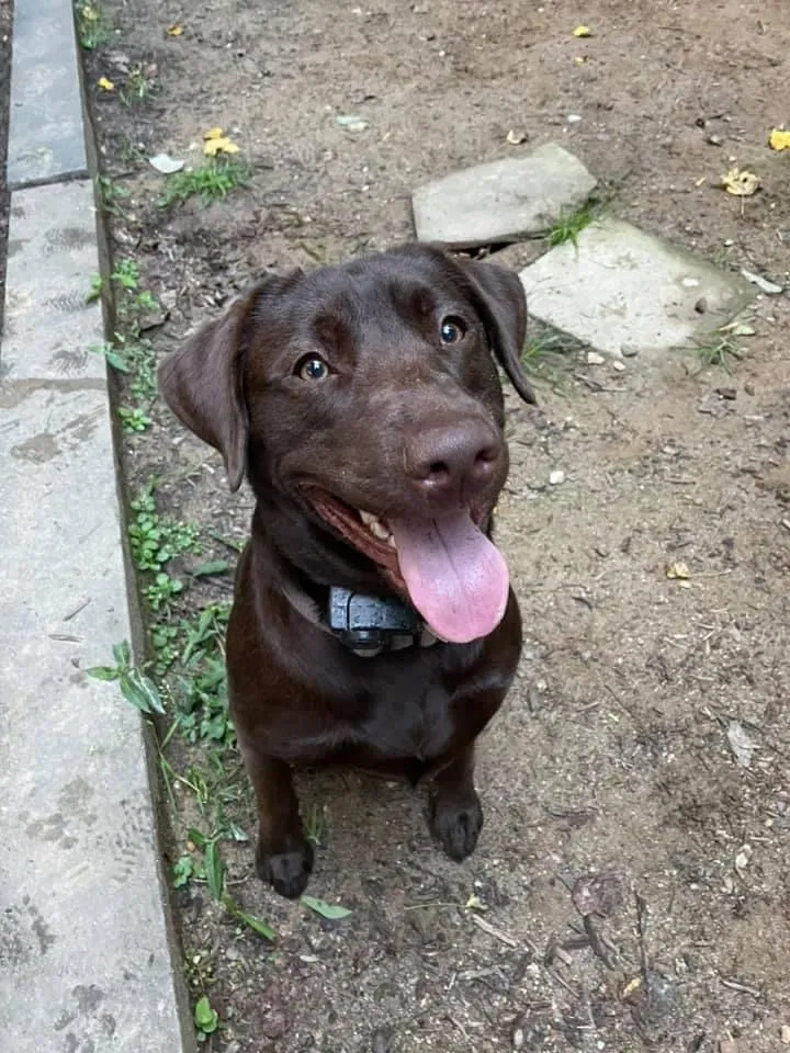 Lost dog in Murrayville, GA, 30564