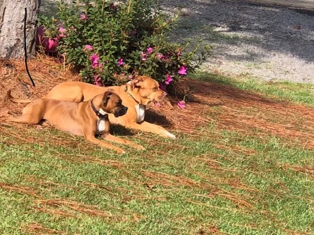 Lost dog in Gilbert, SC, 29054
