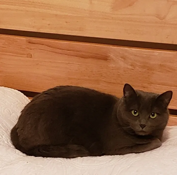 Lost cat in Williamsburg, VA, 23185