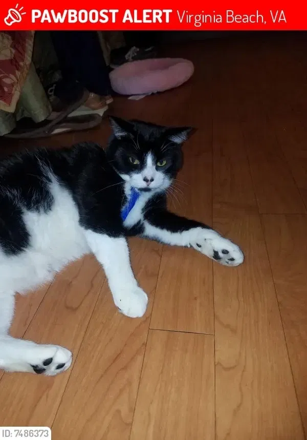 Lost cat in Virginia Beach, VA, 23452
