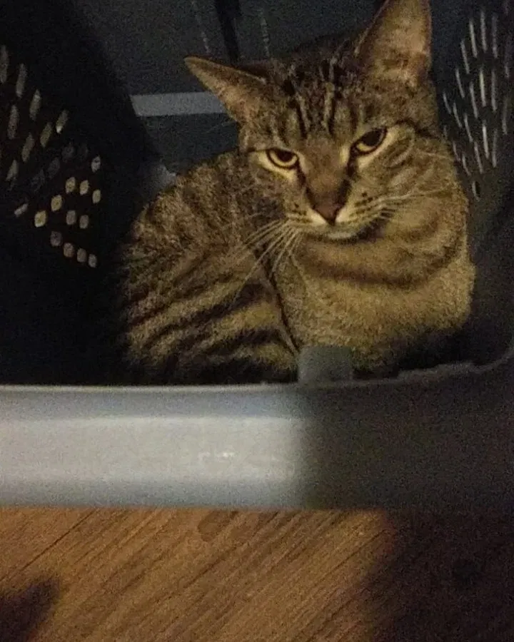 Lost cat in Winterset, IA, 50273