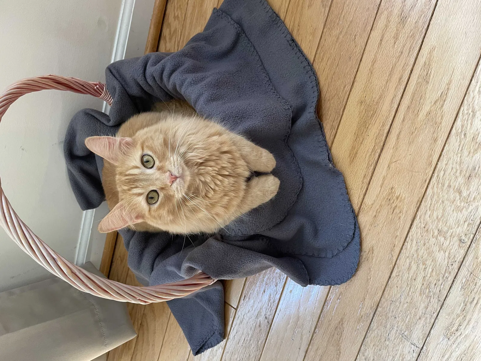 Lost cat in Williamsburg, VA, 23185