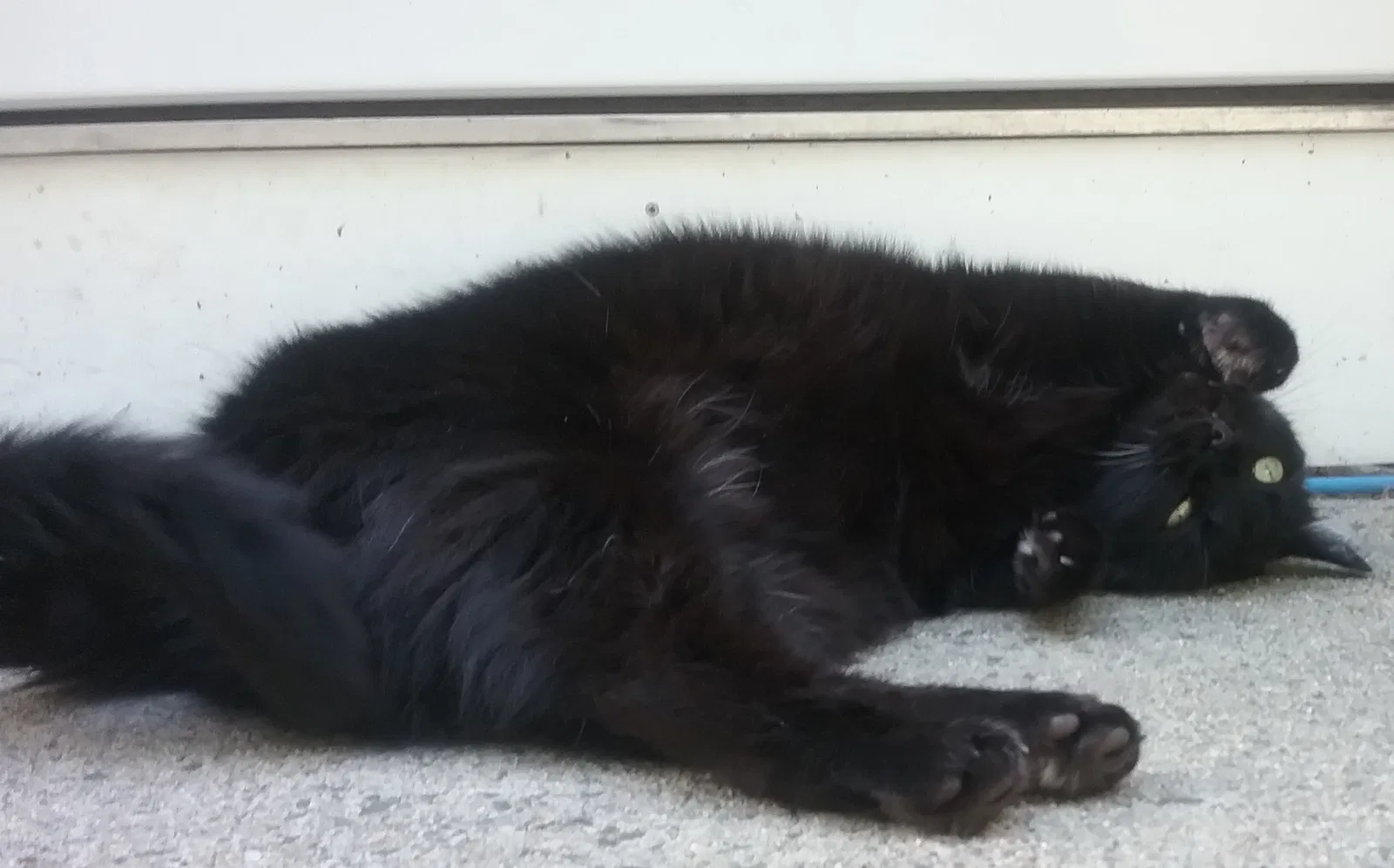 Lost cat in Springfield, MA, 1109