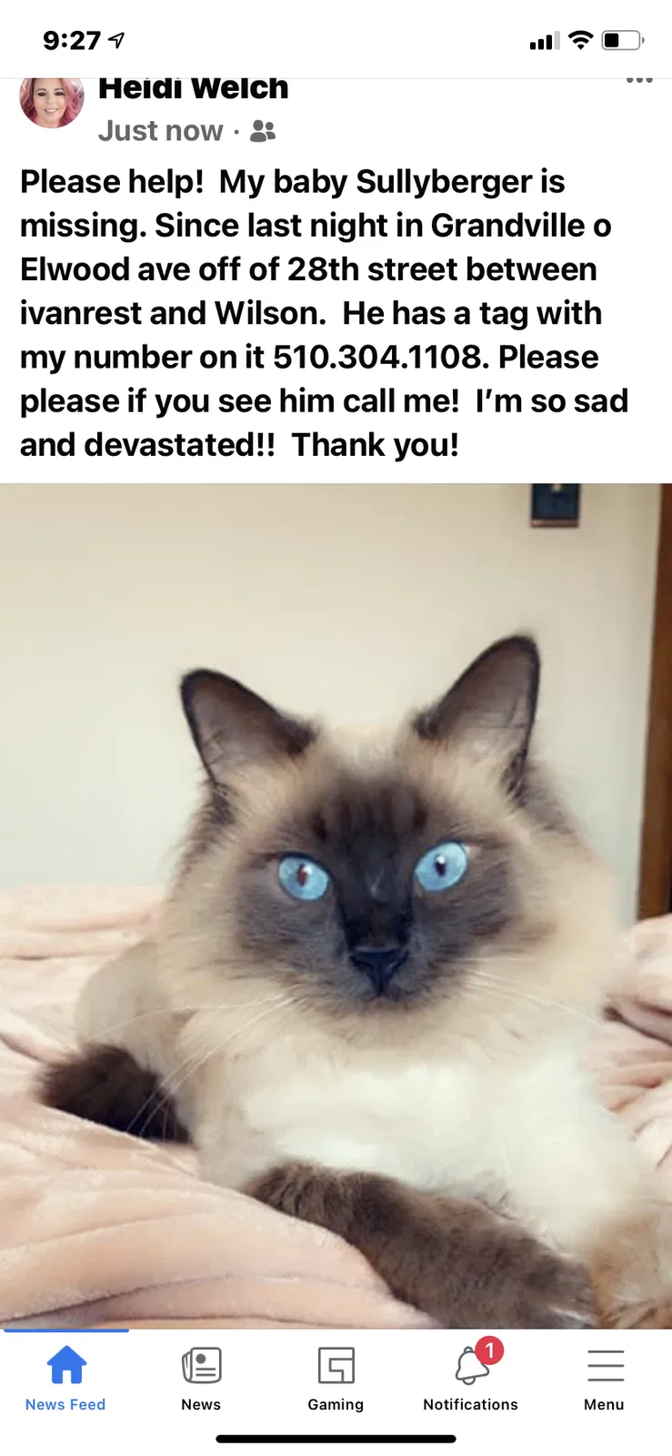 Lost cat in Grandville, MI, 49418