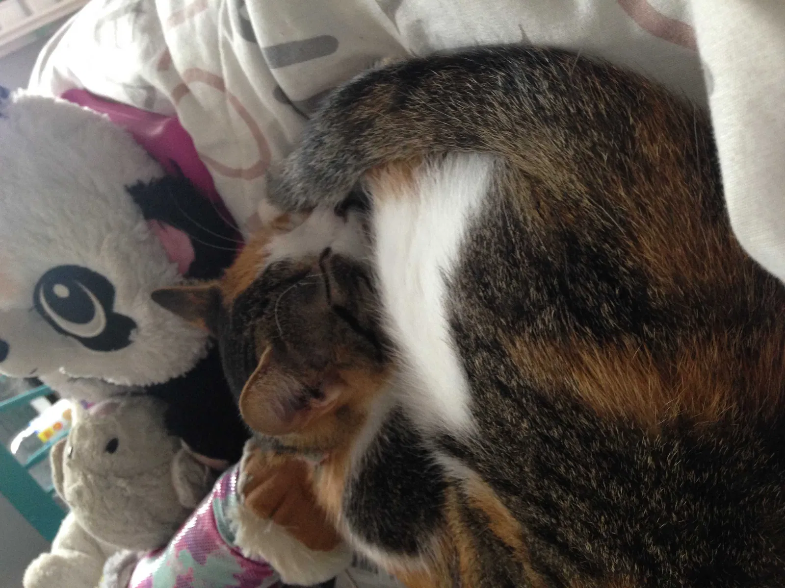 Lost cat in Granite City, IL, 62040
