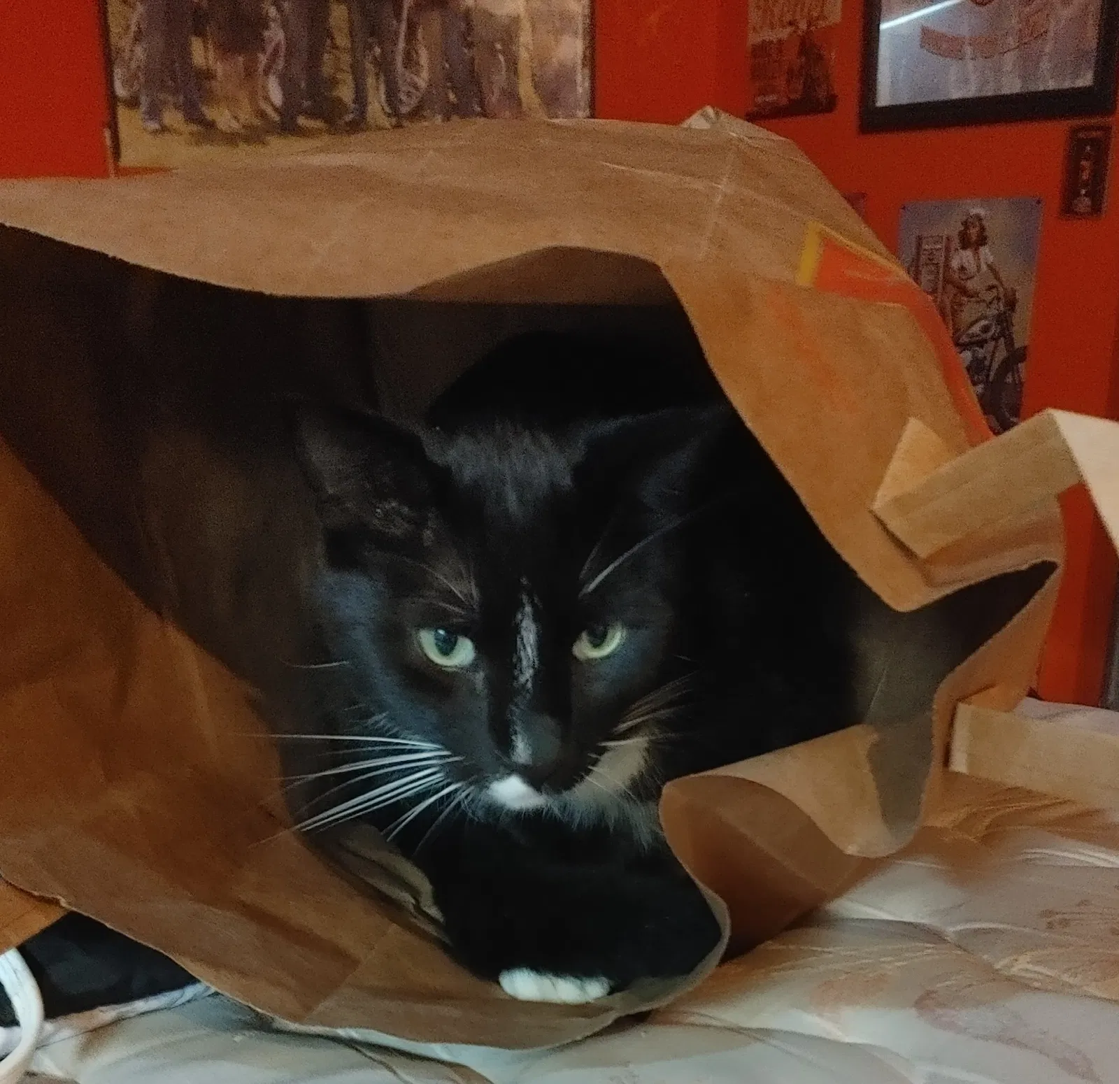 Lost cat in Hesperia, MI, 49421