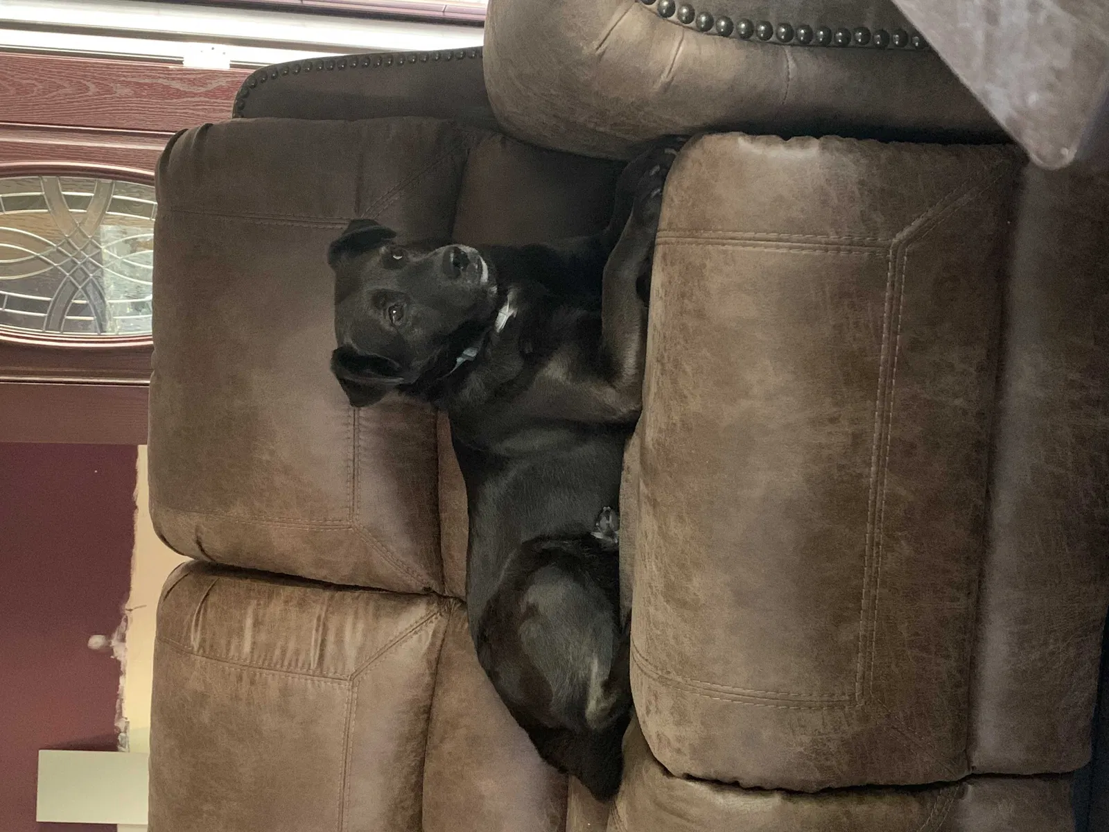 Lost dog in Mount Pleasant, TN, 38474