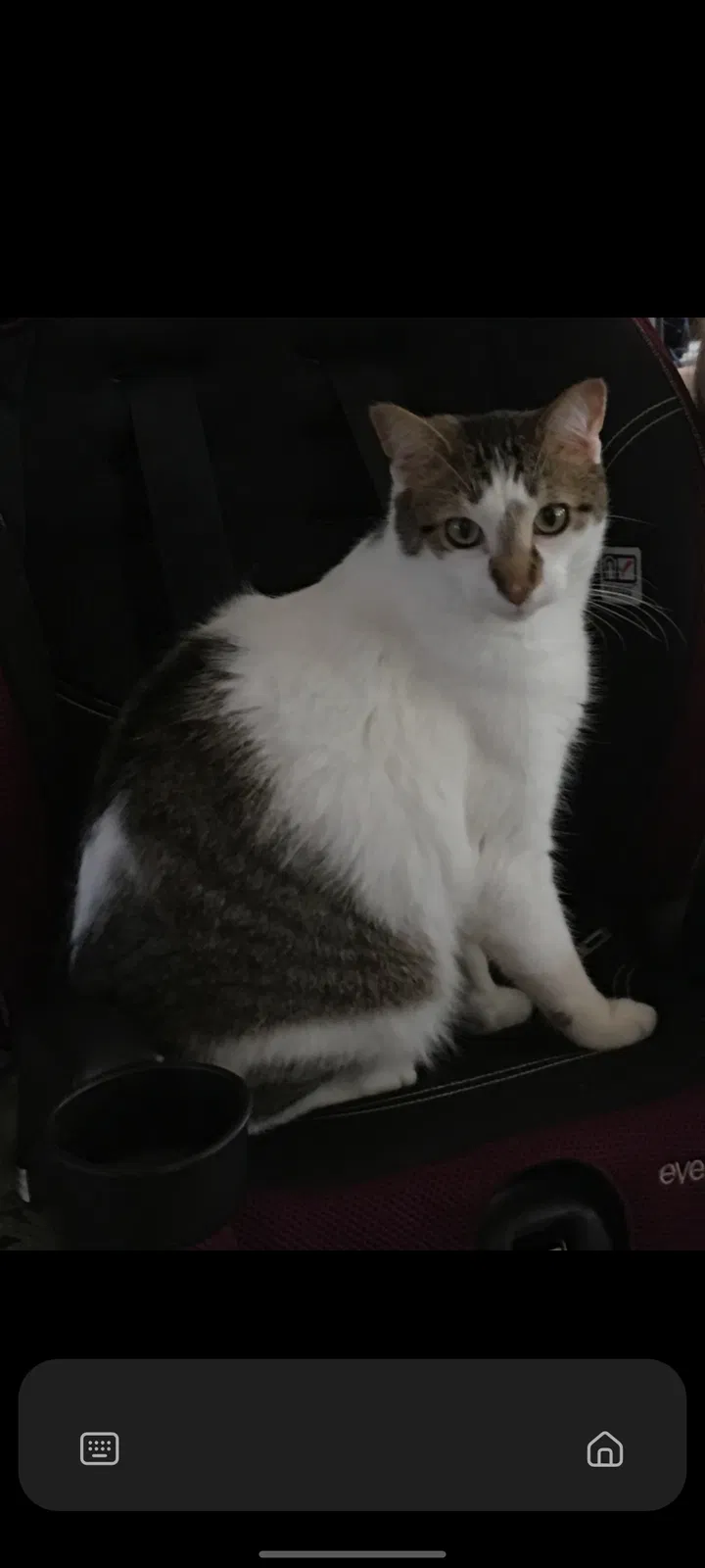 Lost cat in Marshall, MI, 49068