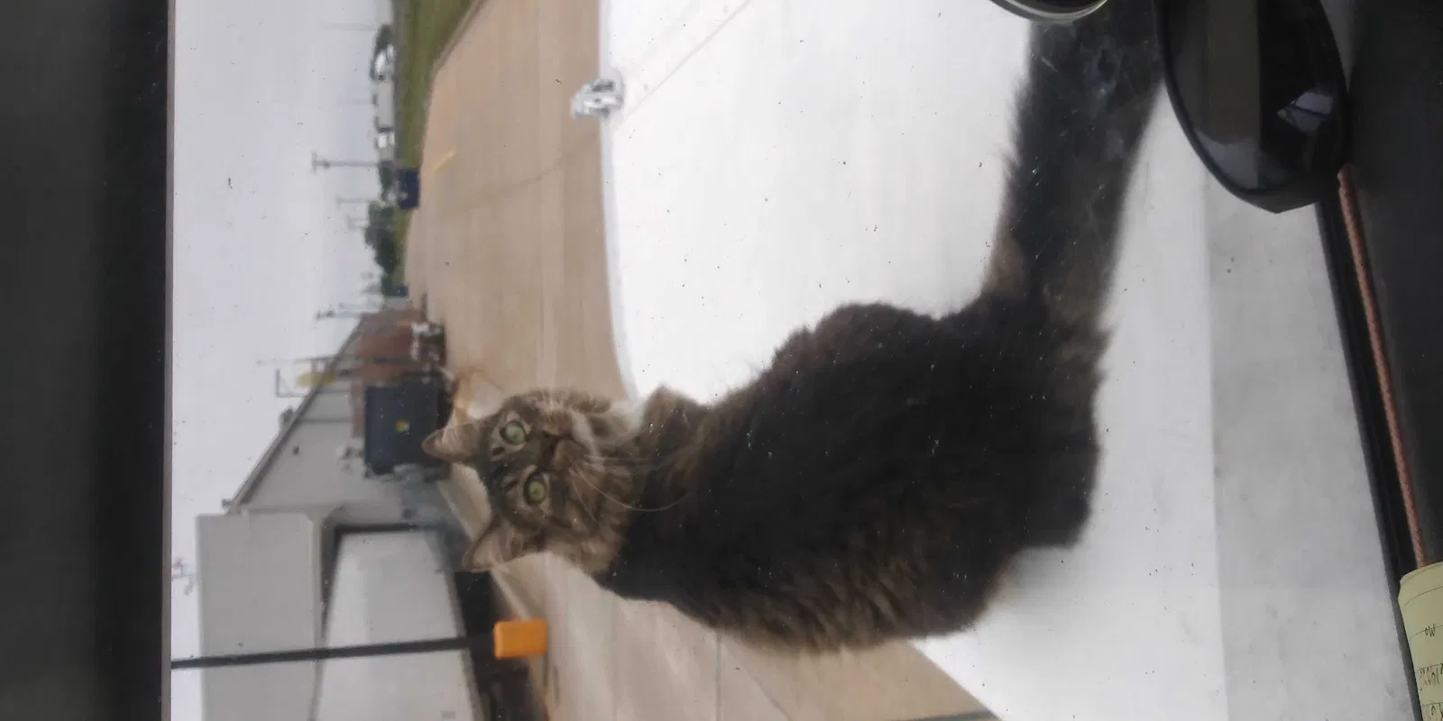 Lost cat in Wilburton, OK, 74578