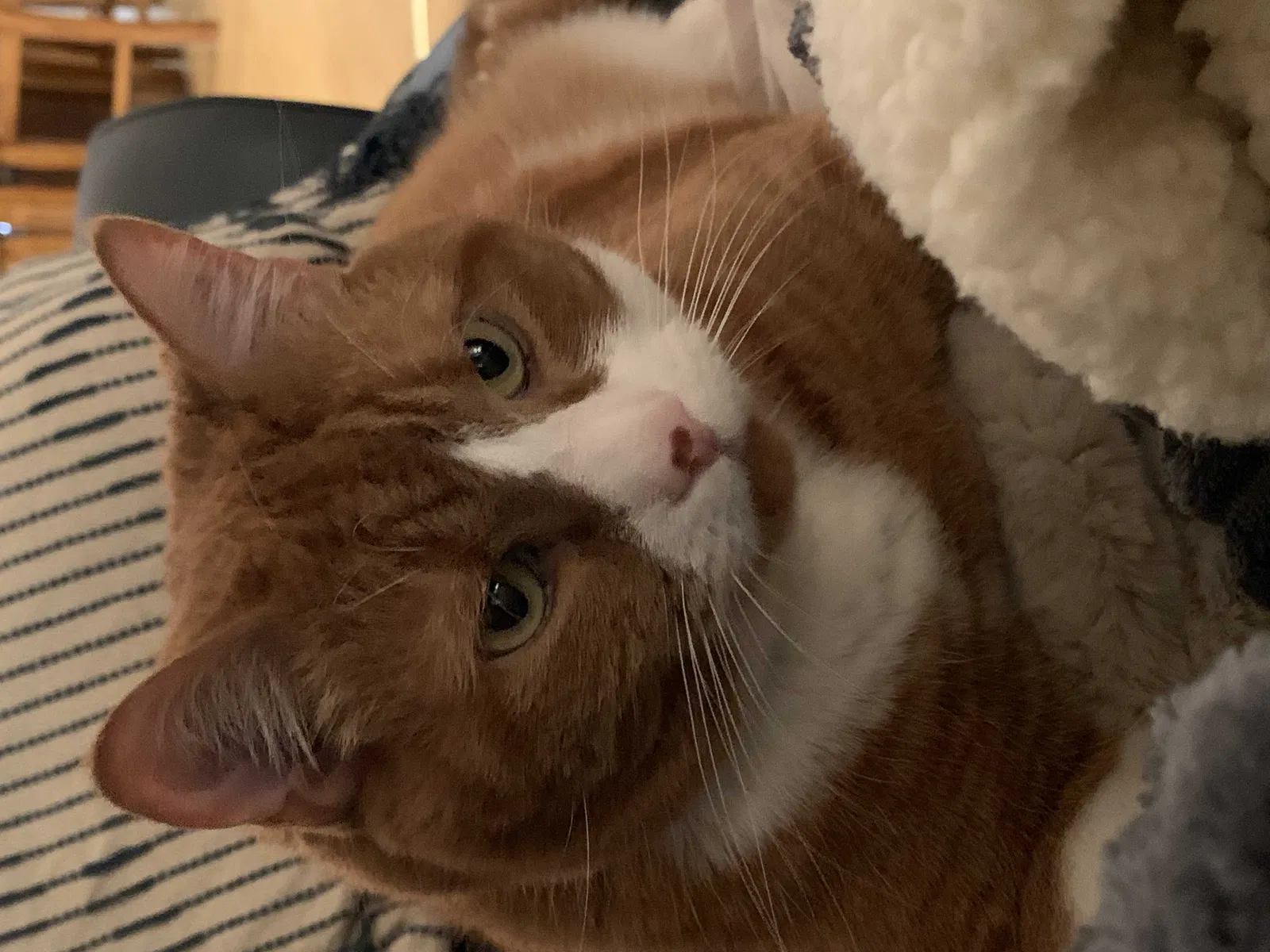 Lost cat in Lilburn, GA, 30047