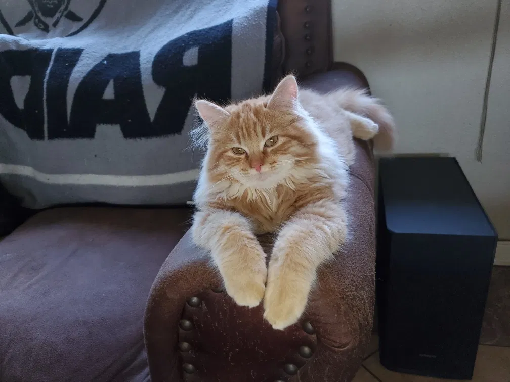 Lost cat in Visalia, CA, 93277
