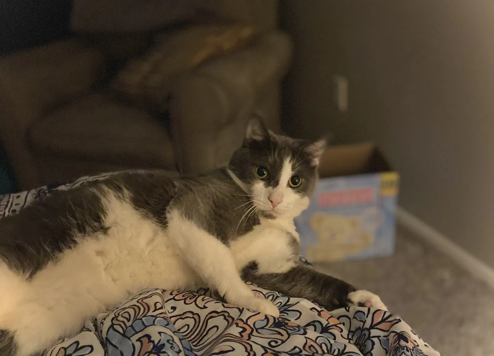 Lost cat in Naples, FL, 34114