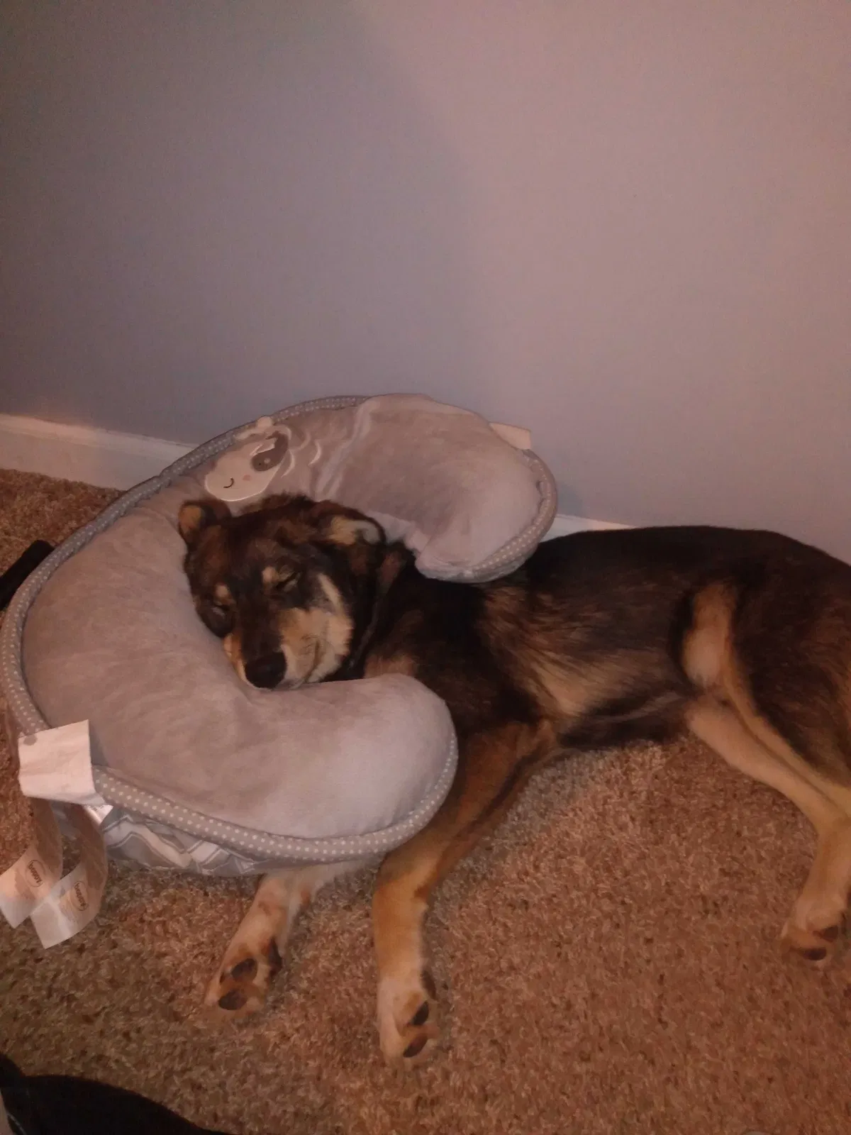 Lost dog in Springfield, MO, 65803