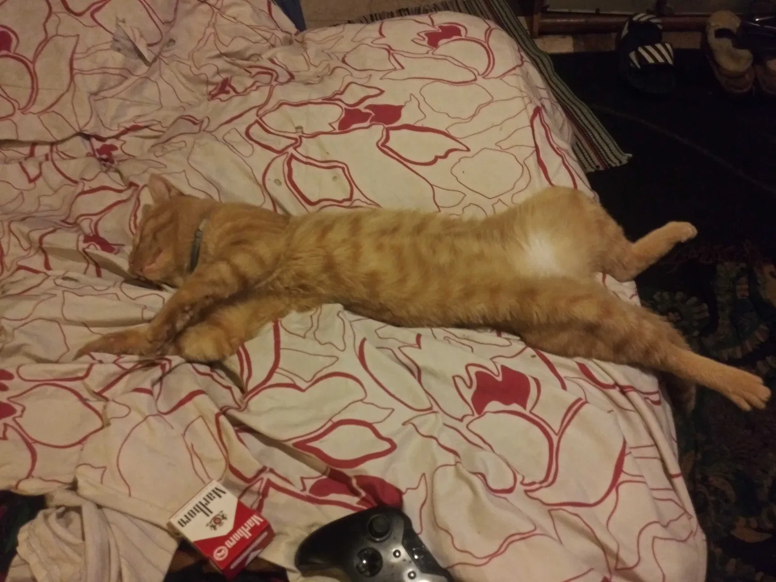 Lost cat in Pittsburgh, PA, 15210