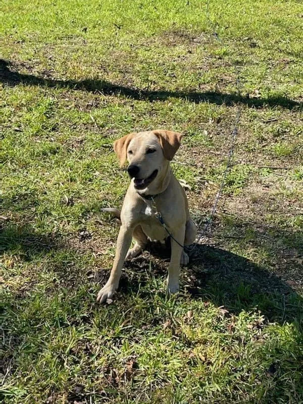 Found dog in Saint Amant, LA, 70774