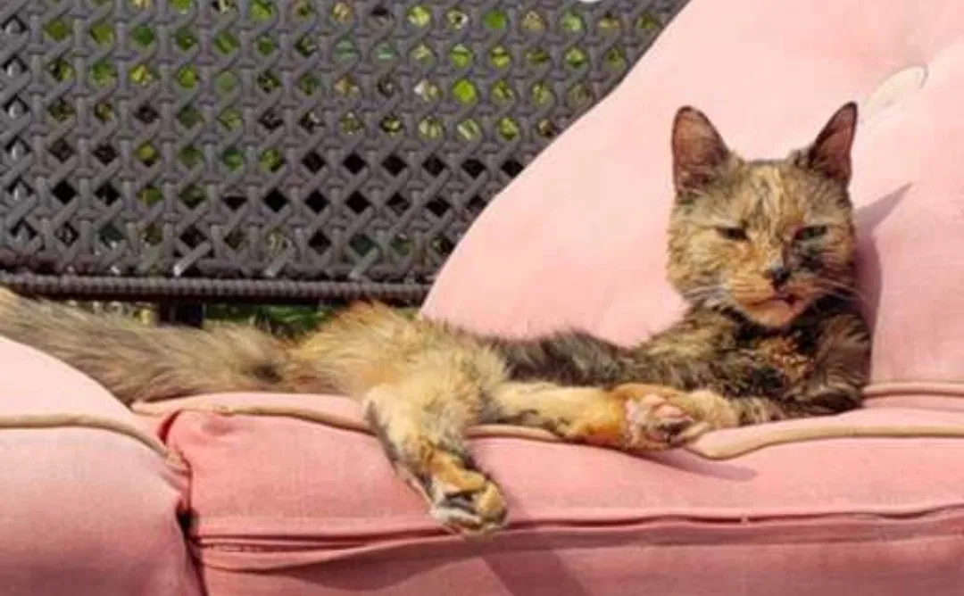 Lost cat in Orland Park, IL, 60462