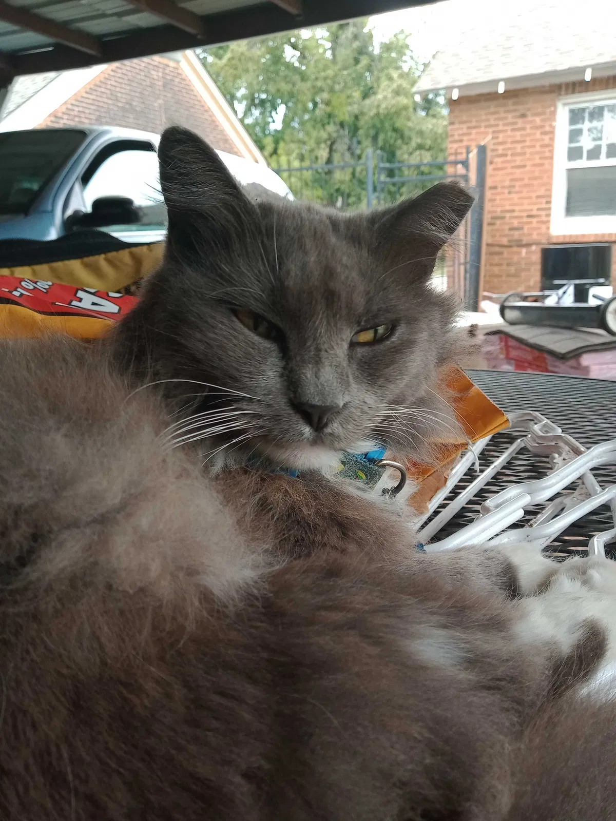 Lost cat in Oklahoma City, OK, 73129
