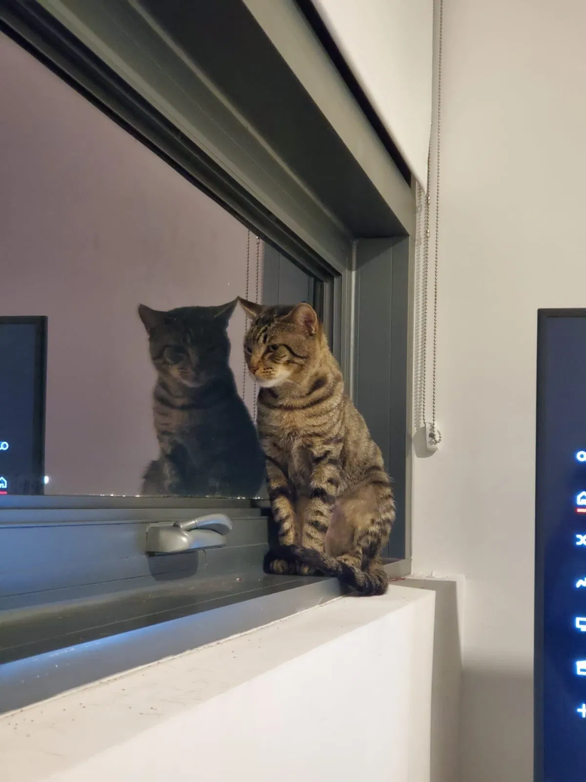 Lost cat in Miami, FL, 33174