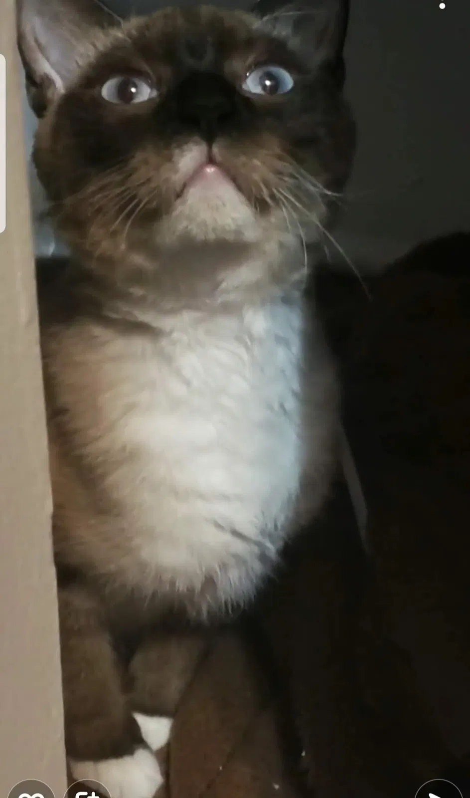 Lost cat in Orlando, FL, 32810