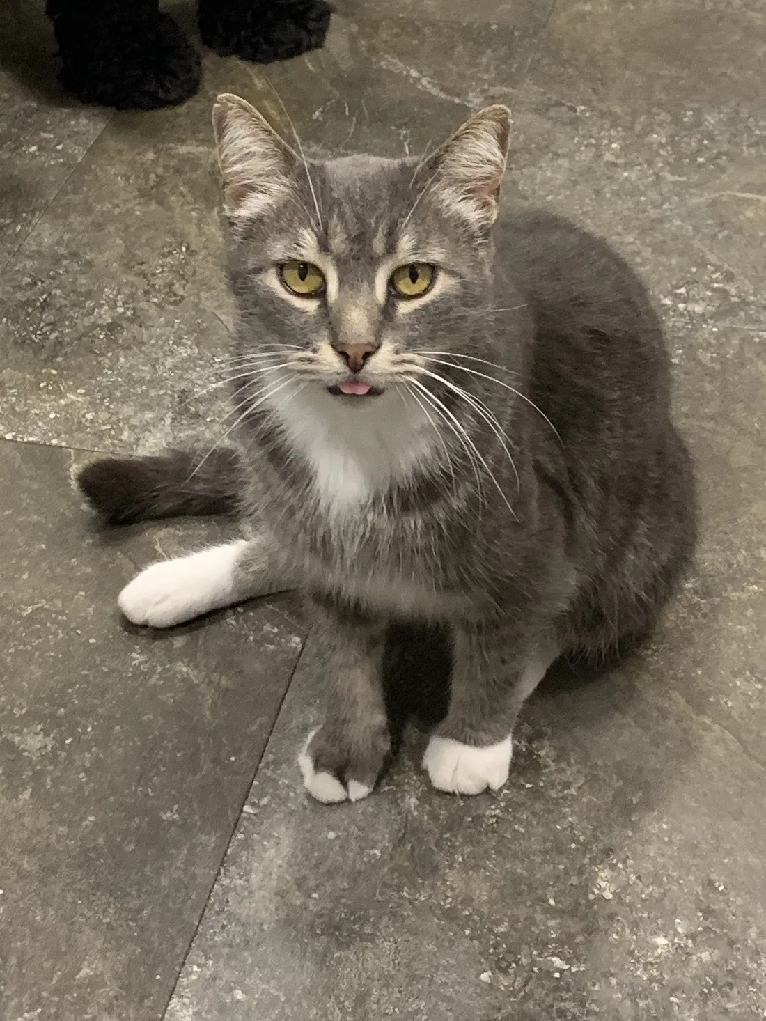 Lost cat in Pottstown, PA, 19464