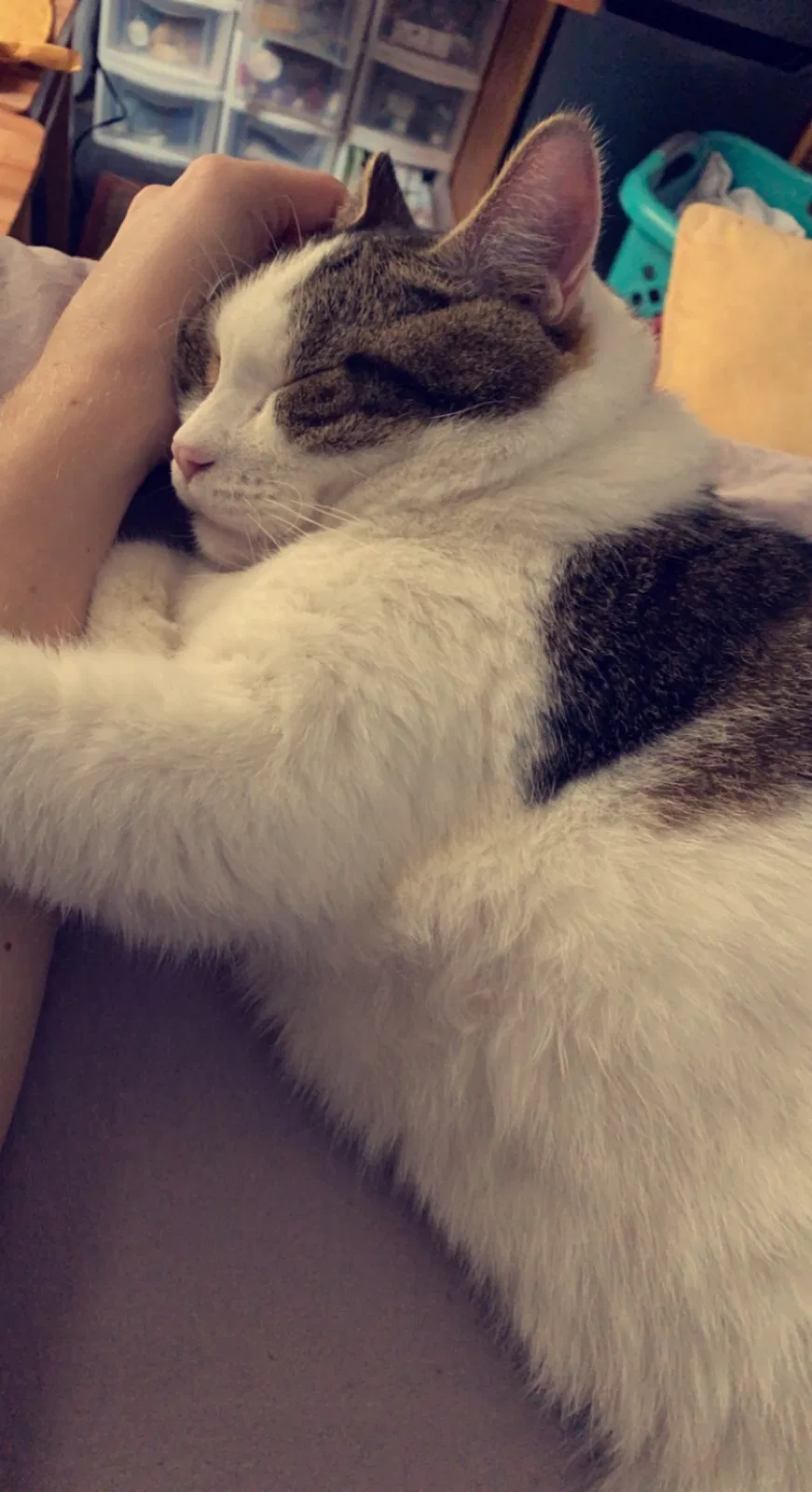 Lost cat in Bloomington, IN, 47401