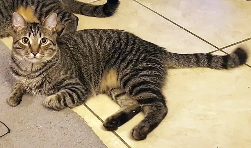Lost cat in Lake Worth, FL, 33467