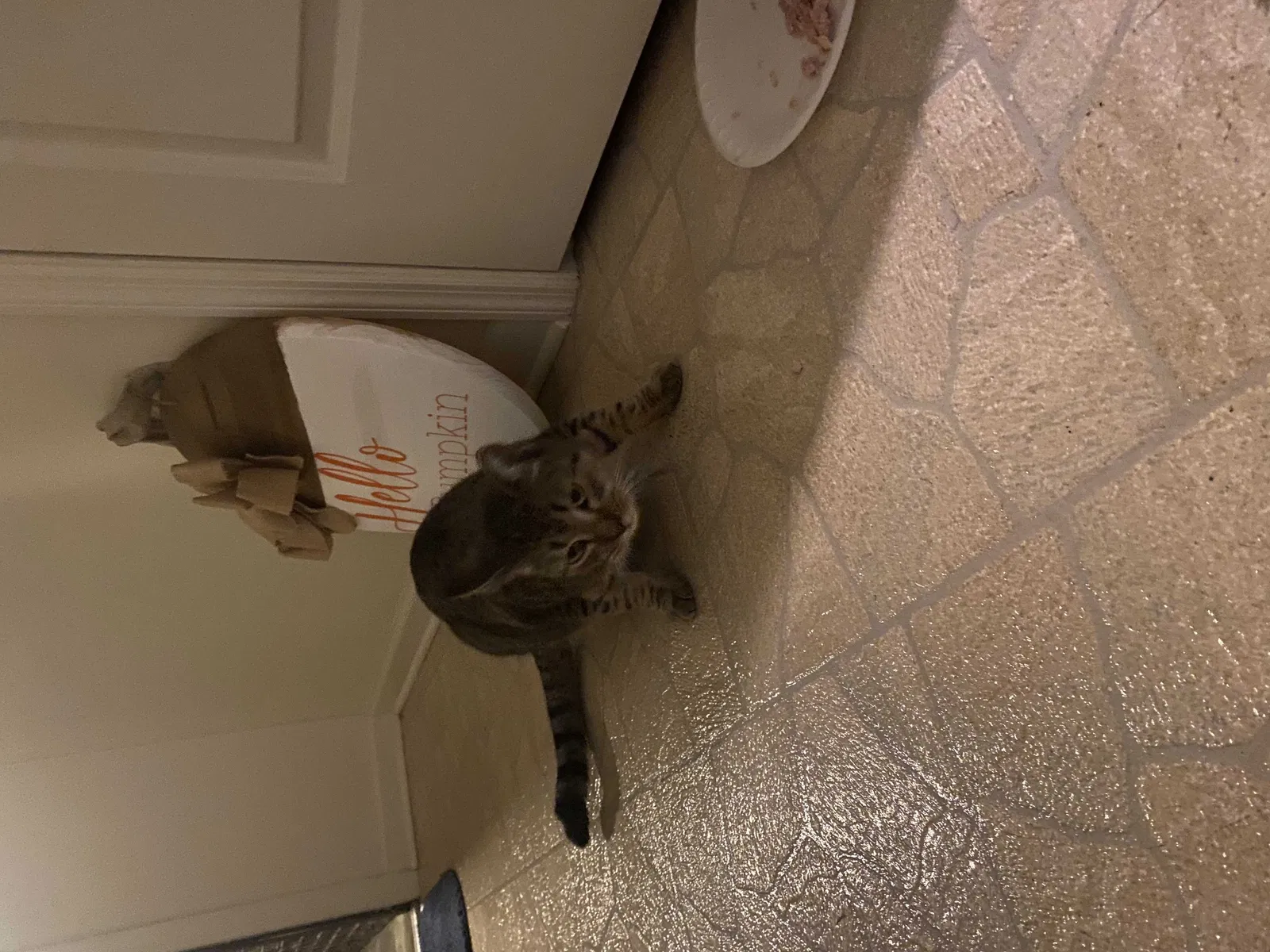 Found cat in Spring Lake, NC, 28390