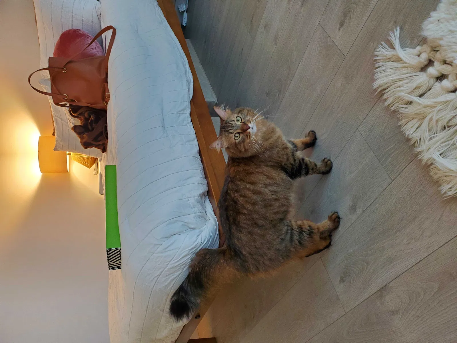Lost cat in Hayward, CA, 94542