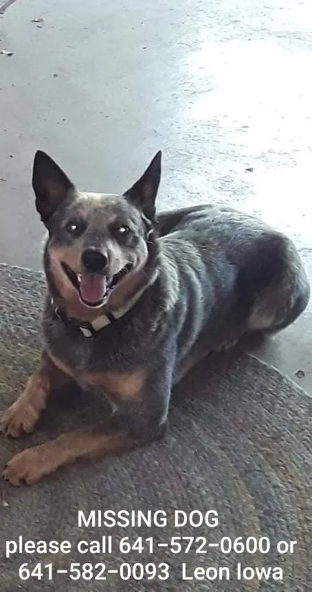 Lost dog in Leon, IA, 50144