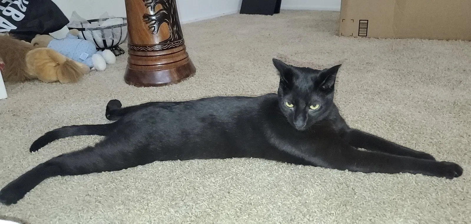 Lost cat in La Jolla, CA, 92037