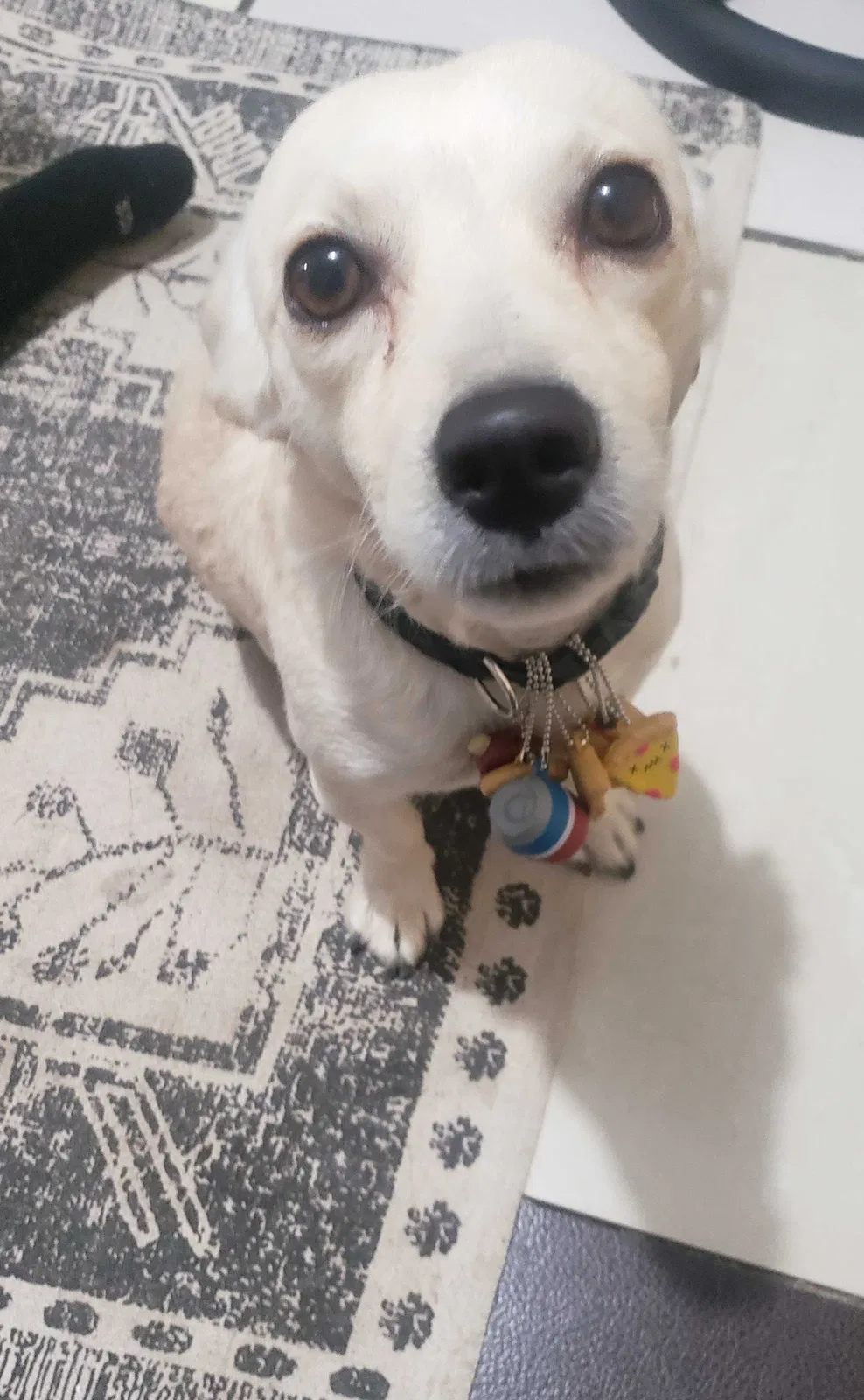 Lost dog in Rosamond, CA, 93560