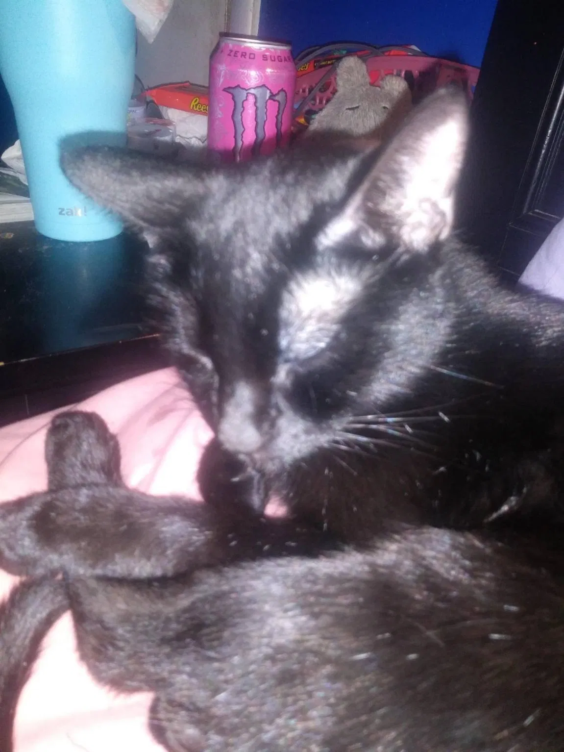 Lost cat in Kansas City, MO, 64137