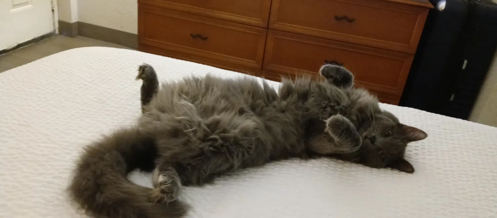 Lost cat in Santa Ana, CA, 92704