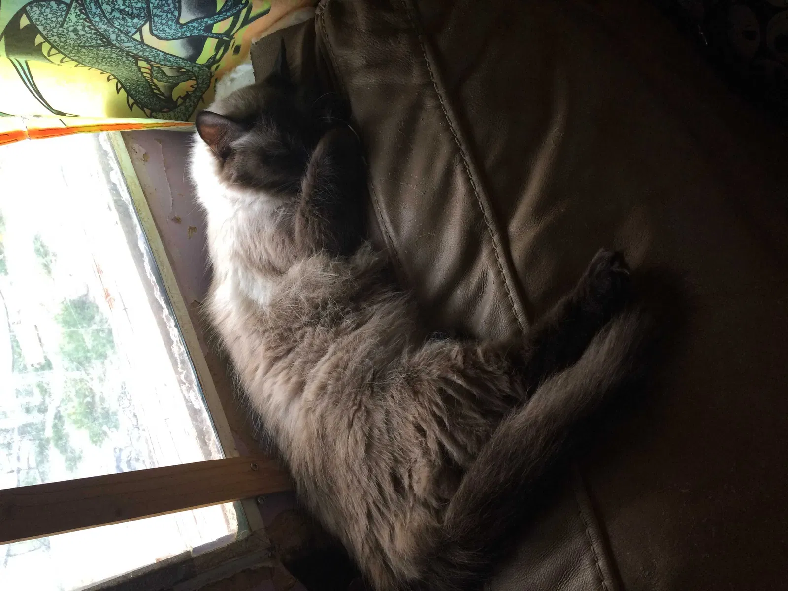 Lost cat in Pahrump, NV, 89041