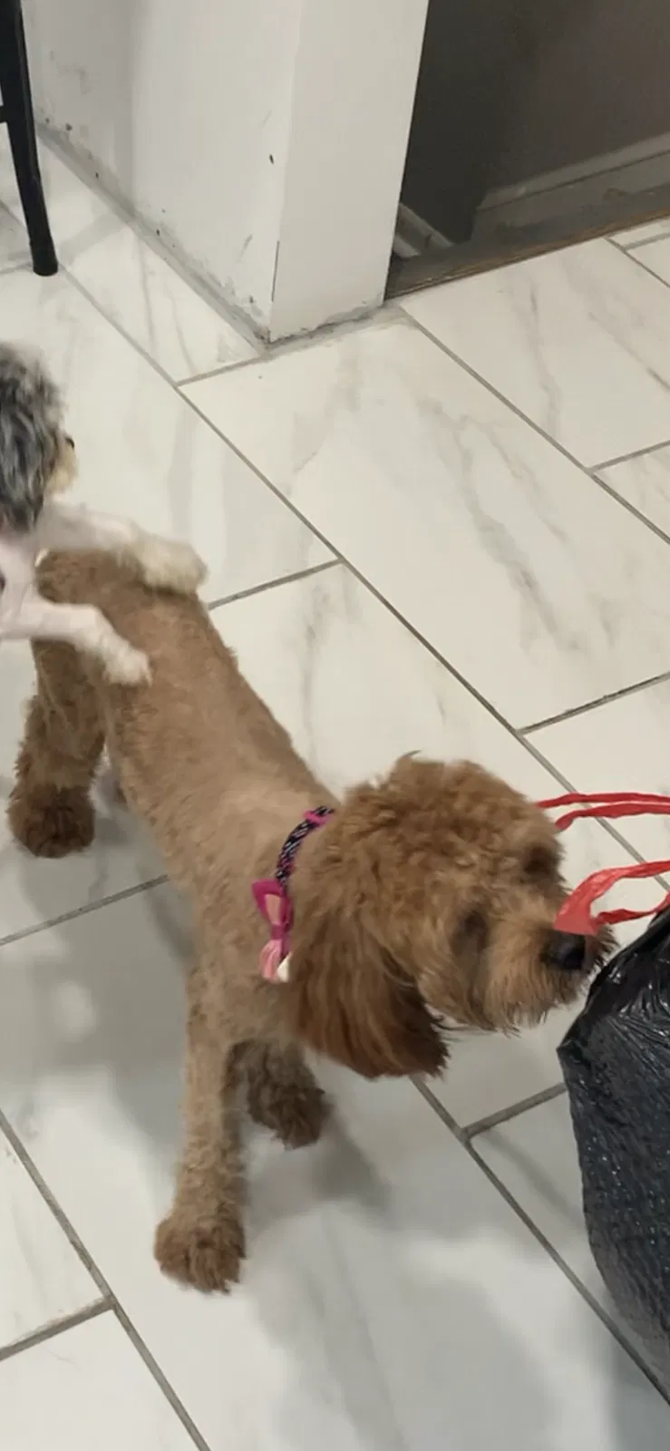 Lost dog in Hyattsville, MD, 20783