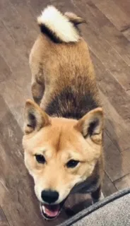 Lost dog in Baltimore, MD, 21213