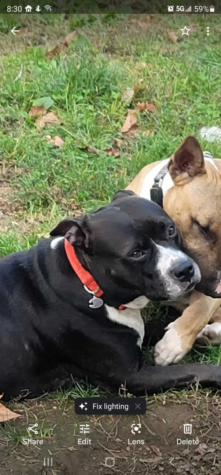 Lost dog in Perth Amboy, NJ, 8861