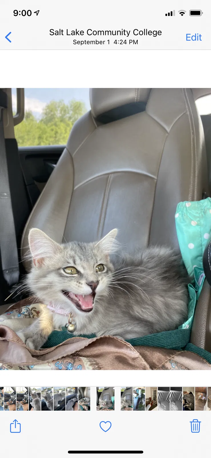 Lost cat in Salt Lake City, UT, 84129