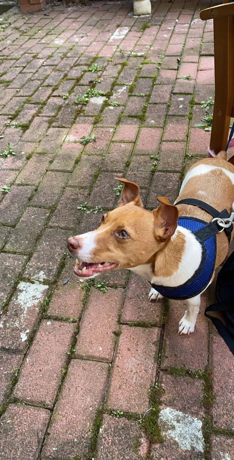 Lost dog in Hoboken, NJ, 7030