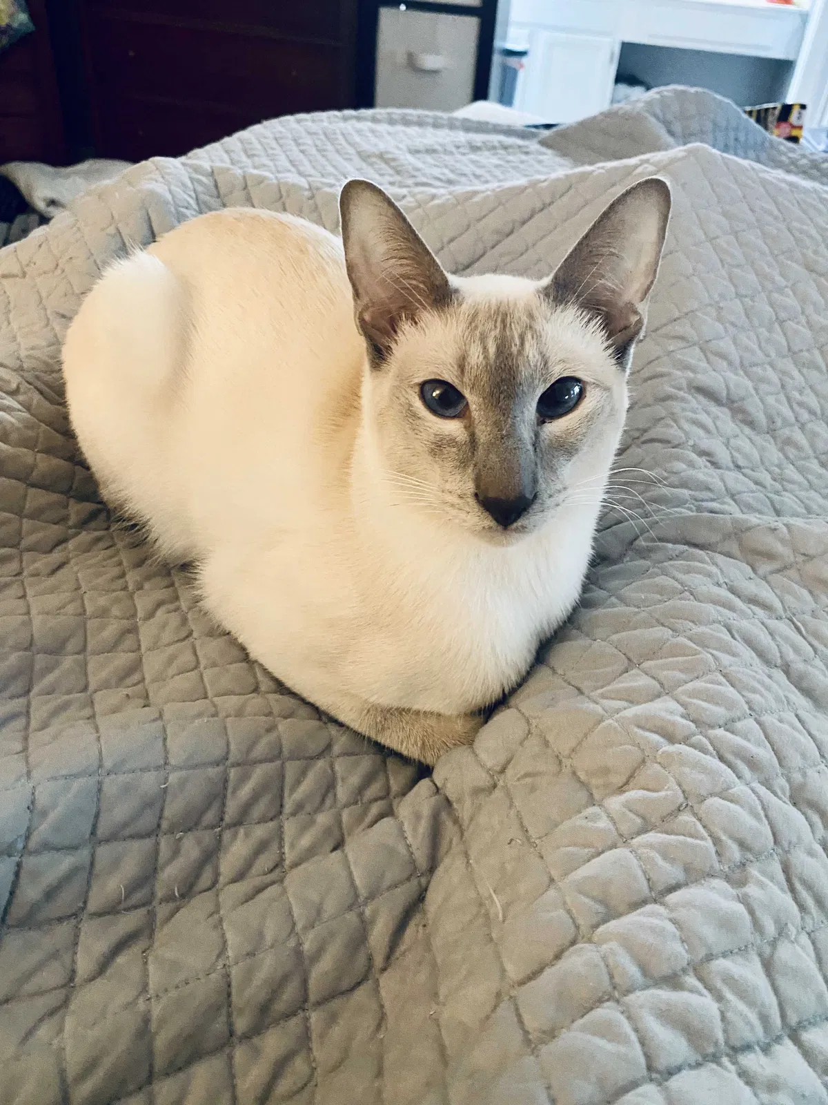 Lost cat in Columbia, SC, 29229