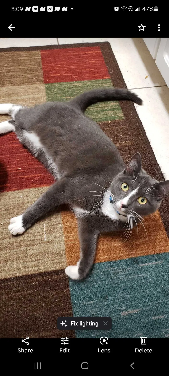 Lost cat in Daytona Beach, FL, 32117
