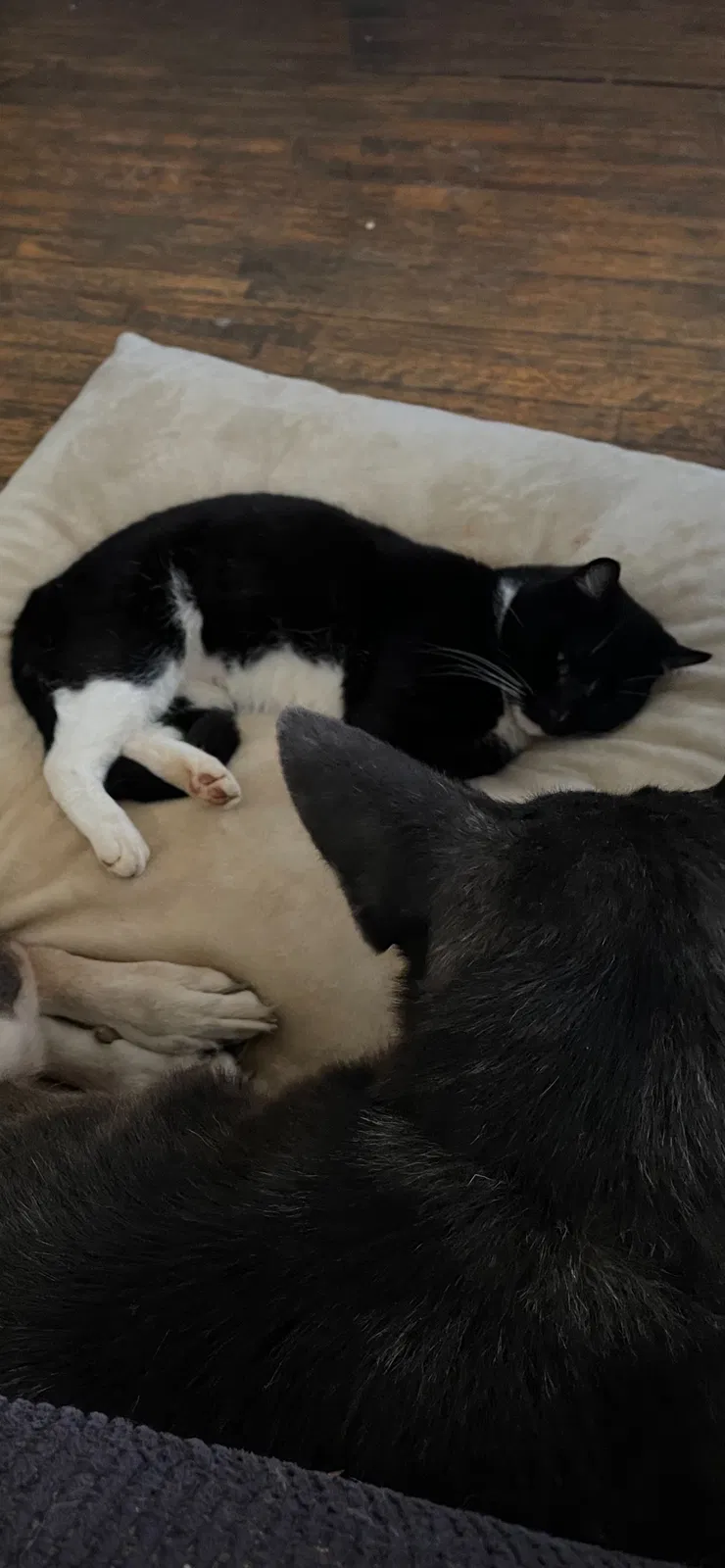 Lost cat in Colonial Heights, VA, 23834