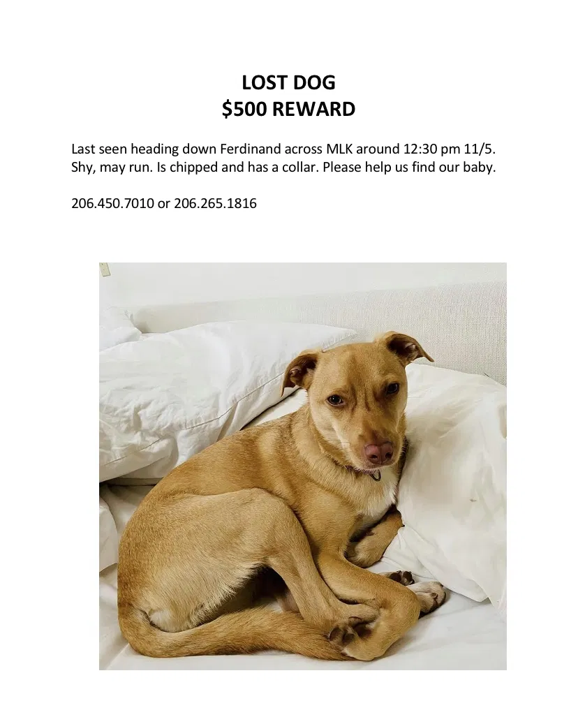 Lost dog in Seattle, WA, 98144